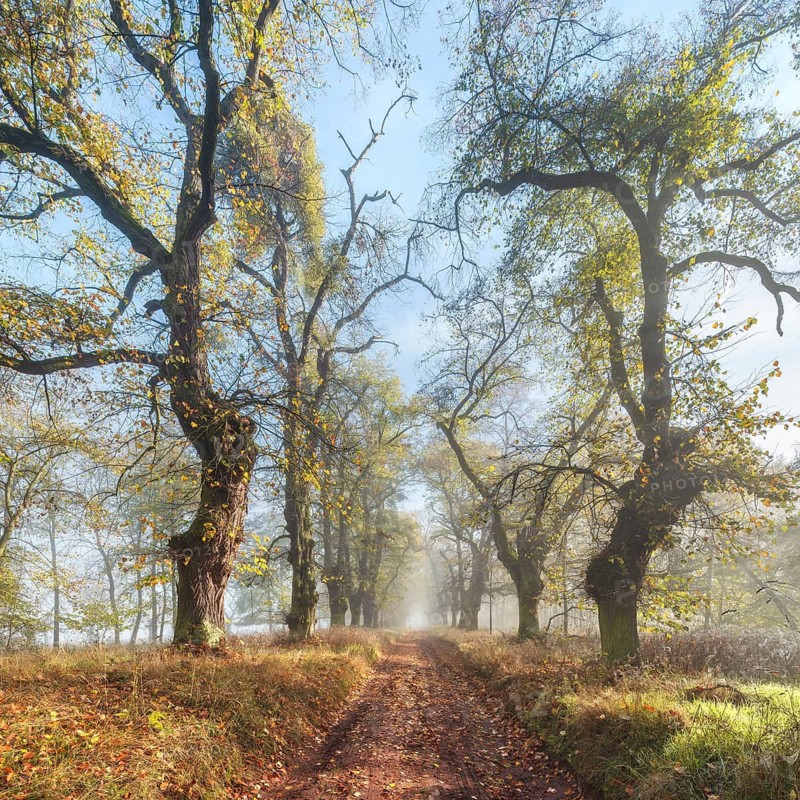 Old Linden avenue am Kyffhäuser with last colorful leaves in fog and sunshine in autumn, Kyffhäuserkreis, Thuringia, Germany