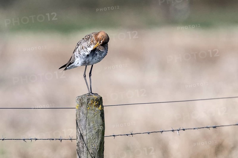 Black-tailed godwit (Limosa limosa), Lower Saxony, Germany