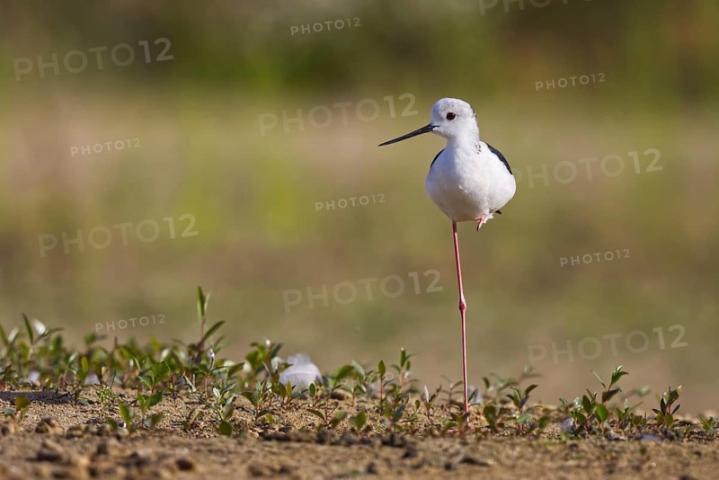 Black-winged Stilt (Himantopus himantopus) male, North Rhine-Westphalia, Germany