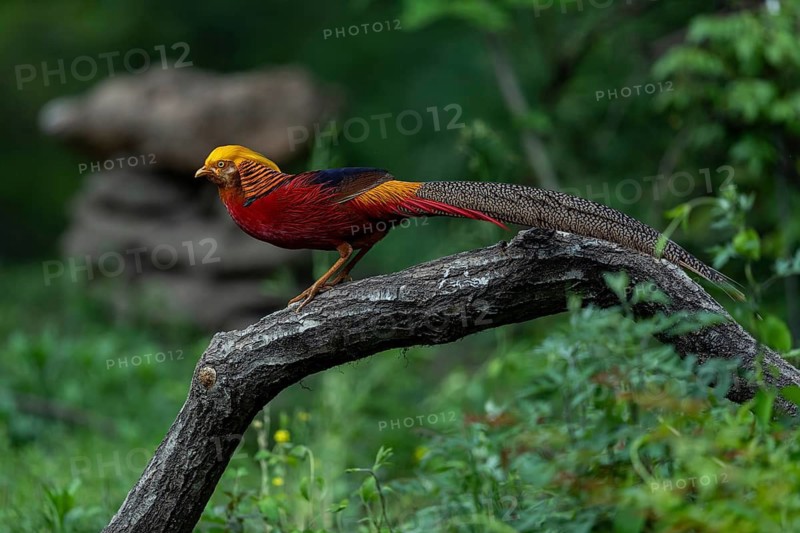 Golden Pheasant (Chrysolophus pictus) male, Shanxi, China