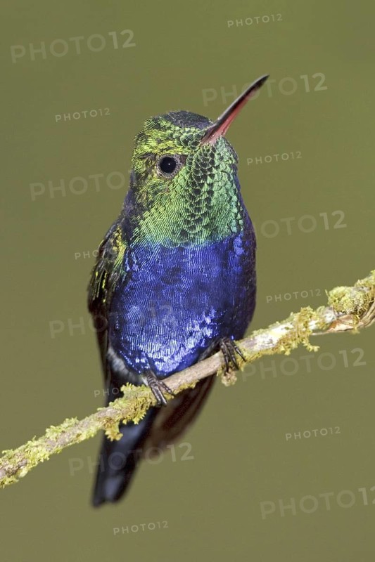 Violet-bellied Hummingbird (Juliamyia julie), Ecuador