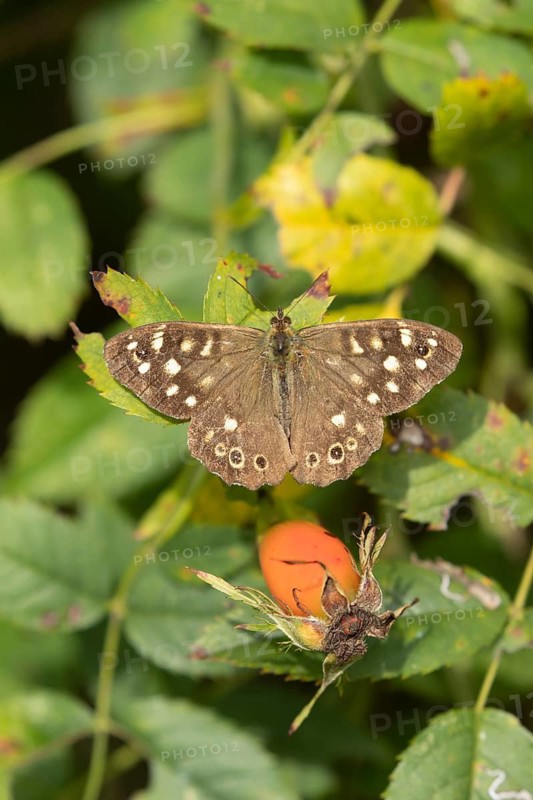 Speckled wood butterfly (Pararge aegeria) adult insect resting on a dog rose leaf in summer, RSPB Frampton marsh nature reserve, Lincolnshire, England, United Kingdom