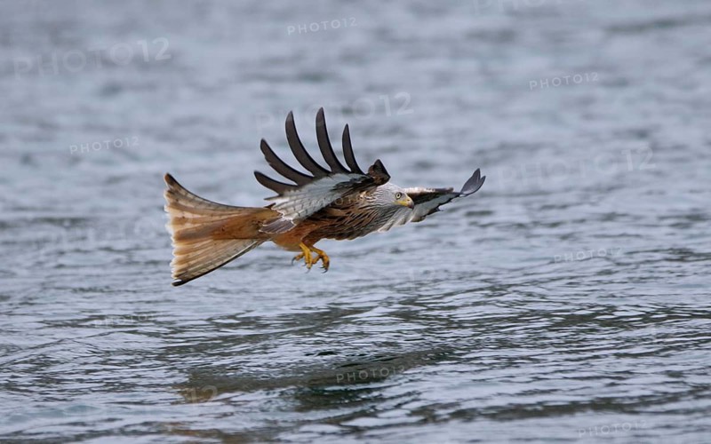 Rotmilan, lat. Milvus milvus, Altvogel im Jagdflug auf einen im Wasser treibenden toten Fisch