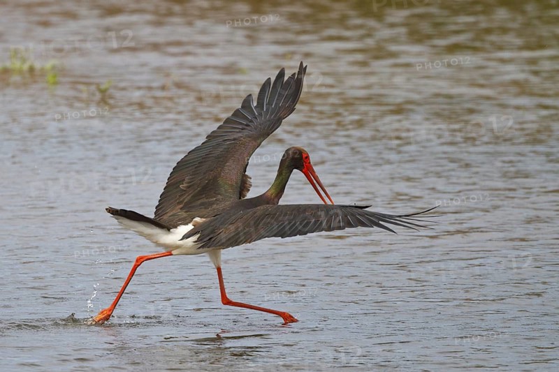 Black Stork (Ciconia nigra) foraging, Greece