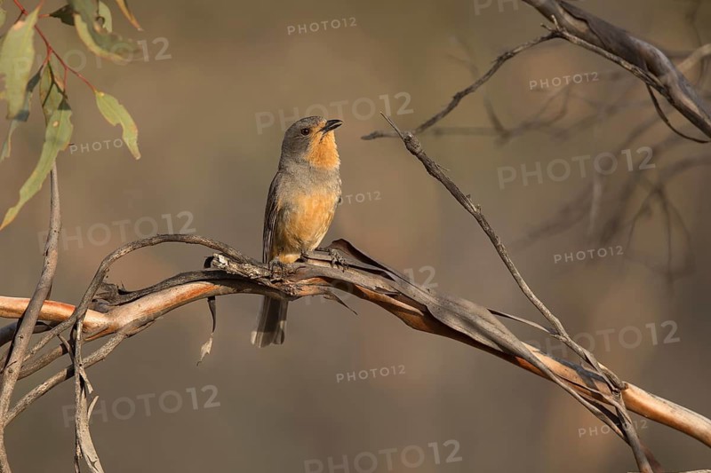Red-lored Whistler (Pachycephala rufogularis) perched on a branch, Victoria, Australia