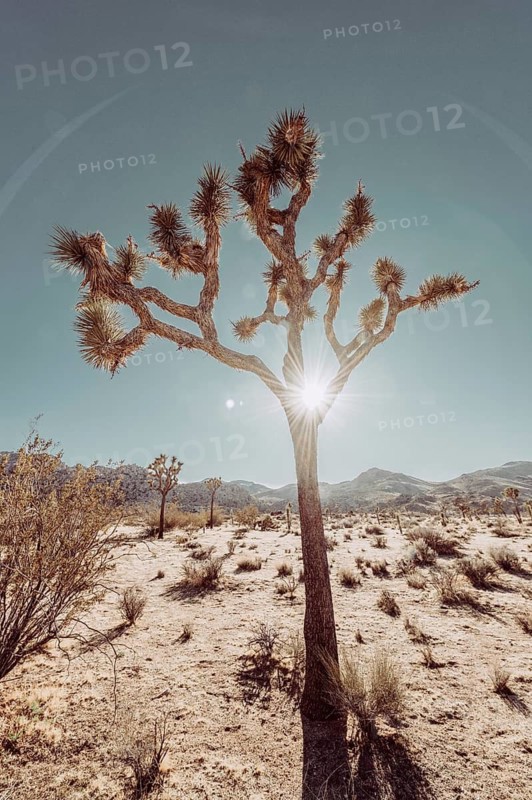 Lunch in Joshua Tree National Park