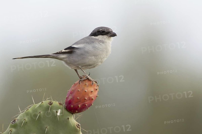 Southern Grey Shrike (Lanius meridionalis), Morocco