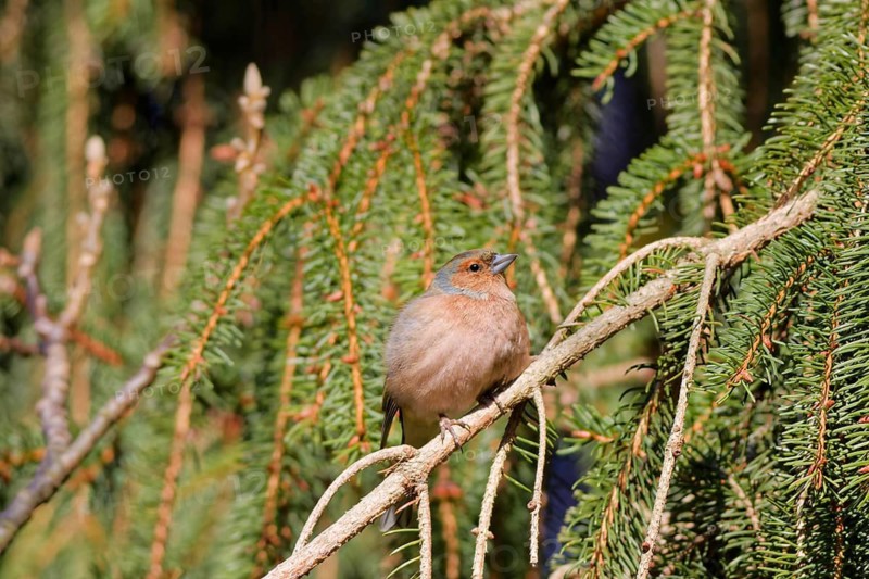 Common chaffinch (Fringilla coelebs) sitting on spruce branch in soft spring sunlight, Germany