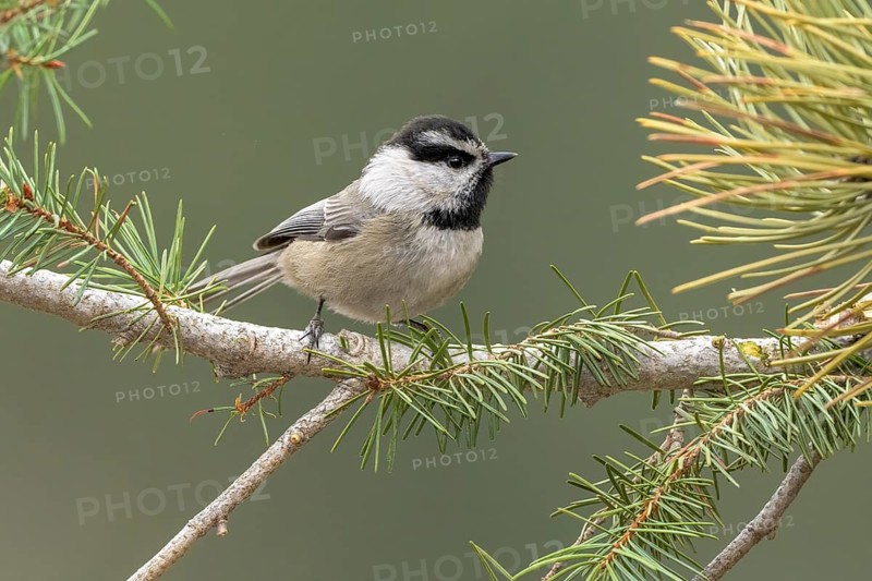 Mountain Chickadee (Poecile gambeli) perched on a conifer branch, Colorado, USA
