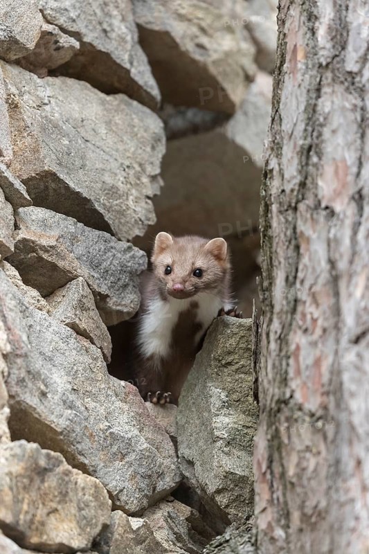 One beech marten running between the stones of a ruin of an ancient castle looking for food
