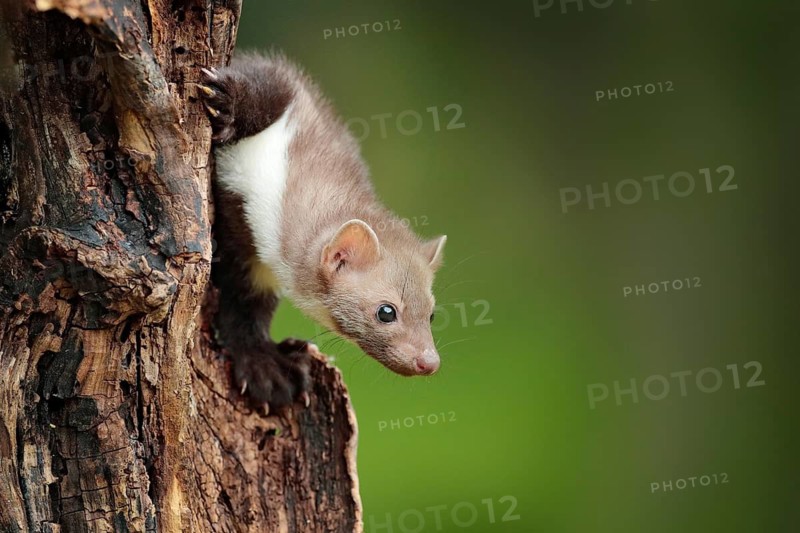 Beech marten, Martes foina, with clear green background. Small predator sitting on the tree trunk in forest. Wildlife scene from Germany. Beautiful cute forest animal