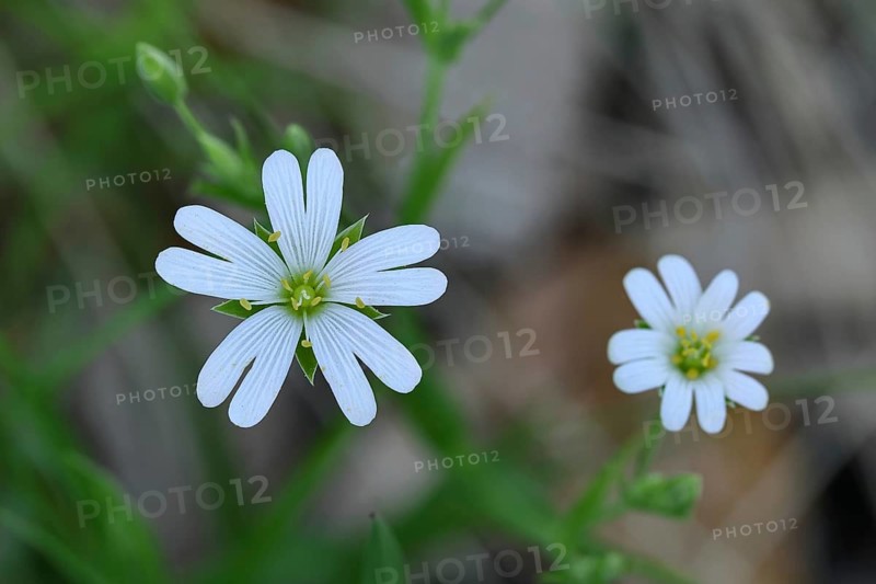 Greater stitchwort (Stella holostea), flowering in the forest, close-up, spring, Wilnsdorf, North Rhine-Westphalia, Germany