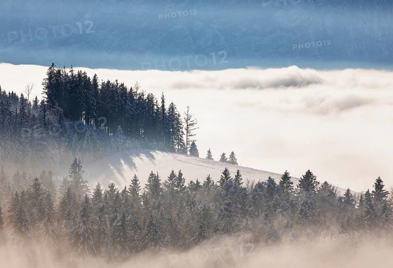 Snow-covered winter landscape with spruce forest in the morning mist, Winter, Mondseeland, Salzkammergut, Upper Austria, Austria