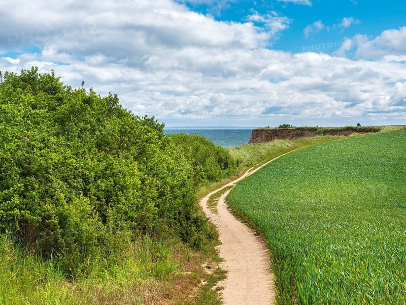 Hiking trail on the high shore of the Baltic Sea on the cliffs of Boltenhagen, Mecklenburg-Western Pomerania, Germany