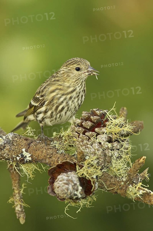Pine Siskin (Spinus pinus), California, USA