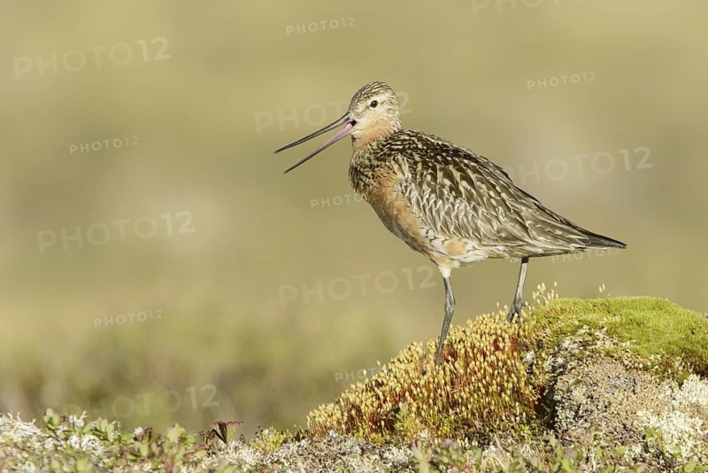 Bar-tailed Godwit (Limosa lapponica) calling, Alaska, USA