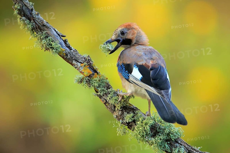 Eurasian Jay (Garrulus glandarius) juvenile, Andalusia, Spain