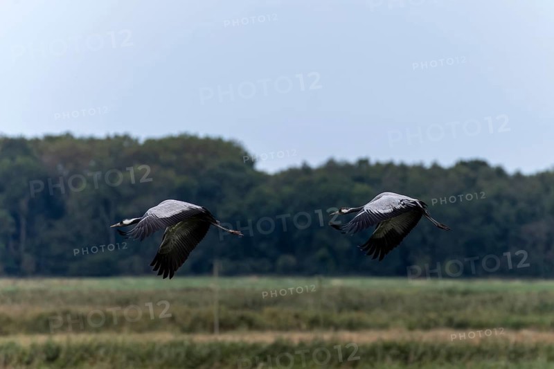 Two cranes flying high above green forests, the sky looks blue and wide, Crane (Grus grus) wildlife, Western Pomerania Lagoon National Park, Zingst, Mecklenburg-Western Pomerania, Germany