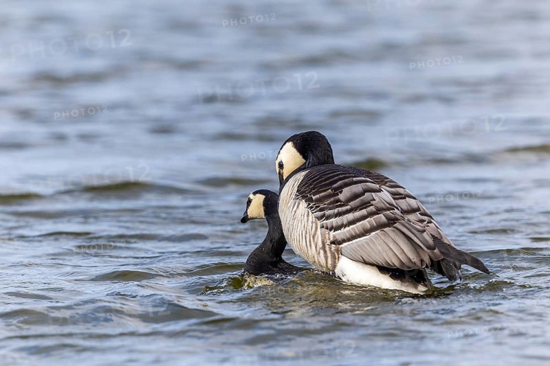 White-fronted Goose (Branta leucopsis), Geese (Anseriformes), Mating in the water, Aventdalen, Longyearbyen, Spitsbergen, Svalbard