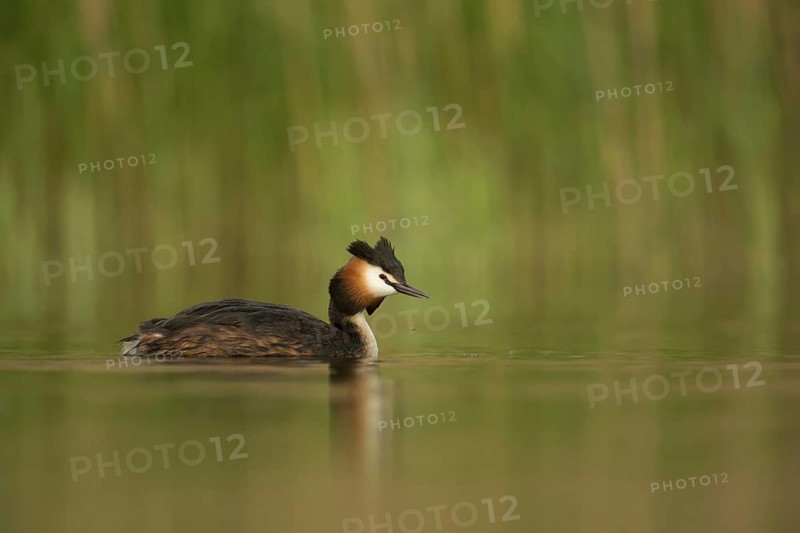 Great Crested Grebe (Podiceps cristatus), North Rhine-Westphalia, Germany