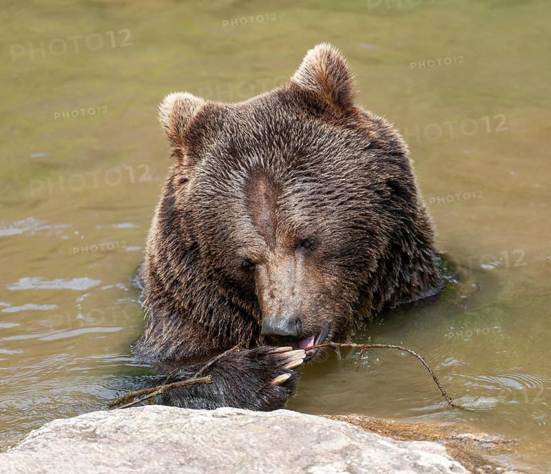 Brown bear (Ursus arctos) sitting in a pond, captive, Bavarian Forest National Park, Bavaria, Germany