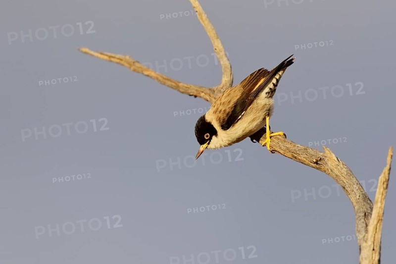 Varied Sittella (Daphoenositta chrysoptera pileata) perched on a branch, Northern Territory, Australia