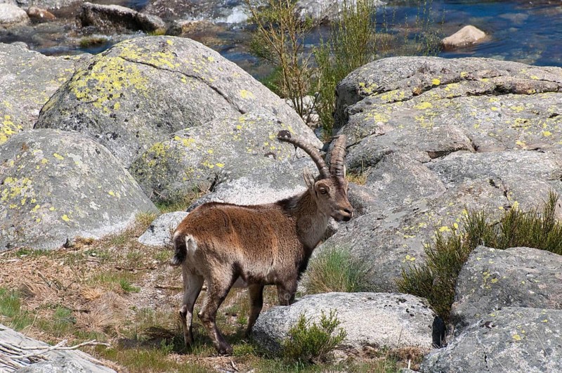 An ibex stands next to a rocky stream in a mountainous landscape, Gredos ibex (Capra pyrenaica victoriae), spanish ibex (Capra pyrenaica), Iberian ibex, Reserva national de Gredos, Sierra de Gredos, Ávila, Avila, Madrid, Spain