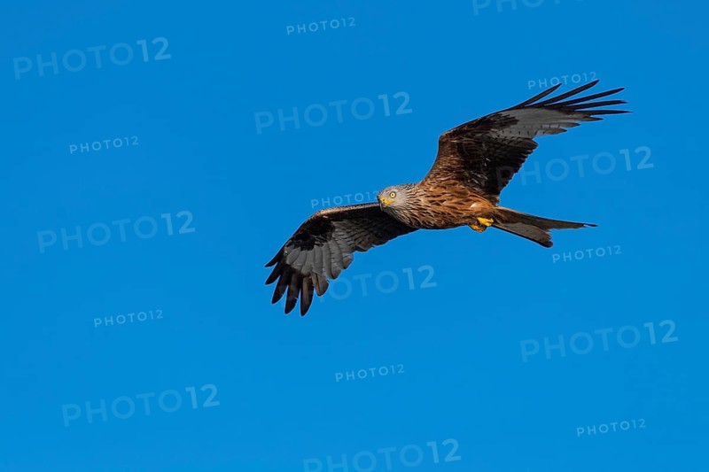 Red kite (Milvus milvus) in flight, Feldberger Seenlandschaft, Mecklenburg-Western Pomerania, Germany
