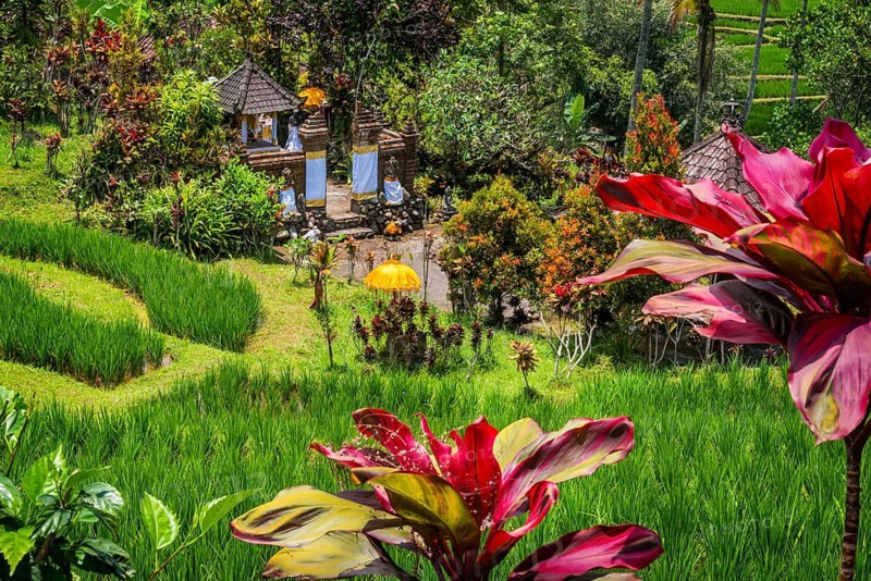 Jatiluwih, rice terrace, temple, Hinduism, agriculture, export, tourism, travel, landscape, UNESCO, Bali, Indonesia