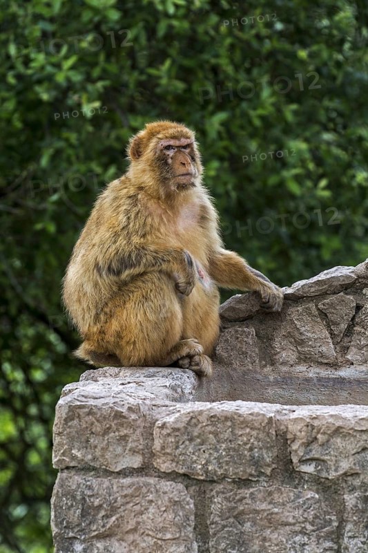 Barbary macaque (Macaca sylvanus), Barbary ape, magot monkey species native to Northern Africa and Gibraltar