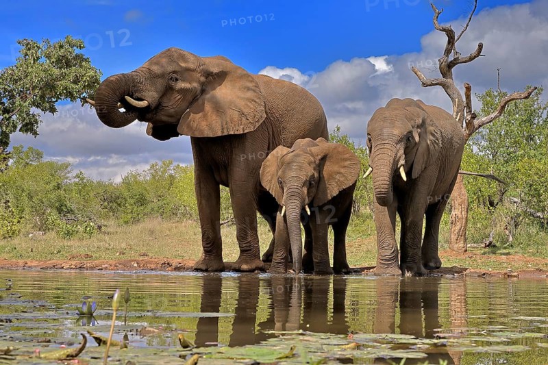 African elephant (Loxodonta africana), adult, female, mother, two young, mother with young, at the water, drinking, Kruger National Park, Kruger National Park, South Africa