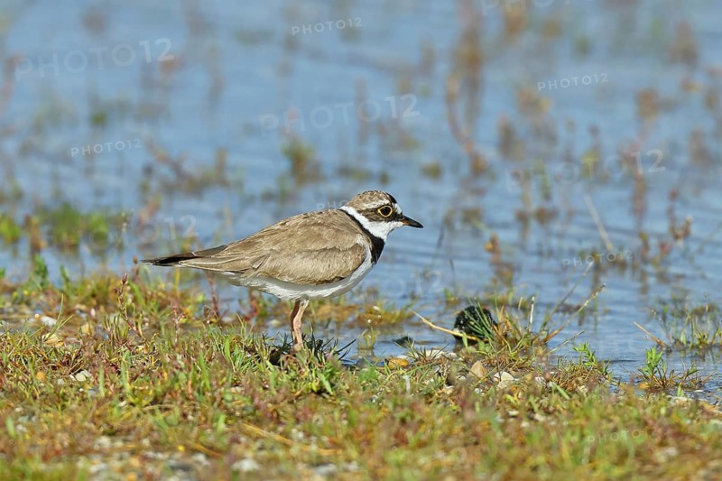 Little Ringed Plover (Charadrius dubius) adult bird standing on the lakeshore, Lake Neusiedl National Park, Burgenland, Austria