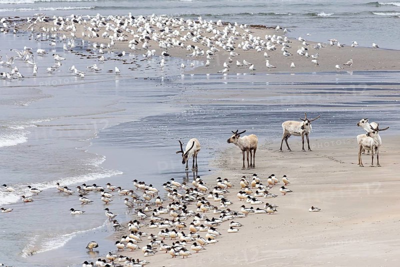 Reindeer (Rangifer tarandus), small group on a wide sandy beach with a mixed colony of gulls, in front Goosander (Mergus merganser), large group resting and cleaning, Varanger, Finnmark, Norway