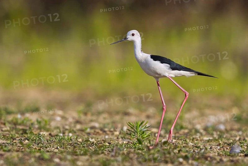Black-winged Stilt (Himantopus himantopus) male foraging, North Rhine-Westphalia, Germany