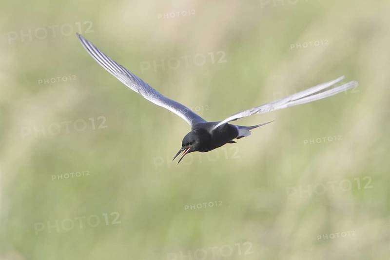 Black Tern (Chlidonias niger) flying, Manitoba, Canada