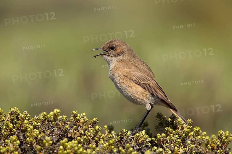 Sickle-winged Chat (Emarginata sinuata) singing from bush, Sani Pass, Lesotho
