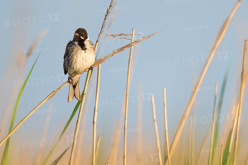 Reed bunting (Emberiza schoeniclus), male sitting on a reed, animal portrait, Bagges Dæmning, Ringkøbing Fjord, Denmark