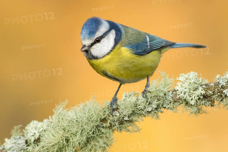 Eurasian Blue Tit (Cyanistes caeruleus), perched on a branch, Galicia, Spain
