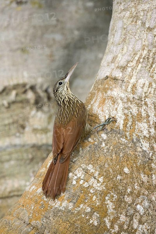 Ivory-billed Woodcreeper Xiphorhynchus flavigaster Sayulita, Nayarit, Mexico 1 April Adult Furnariidae: Dendrocolaptinae