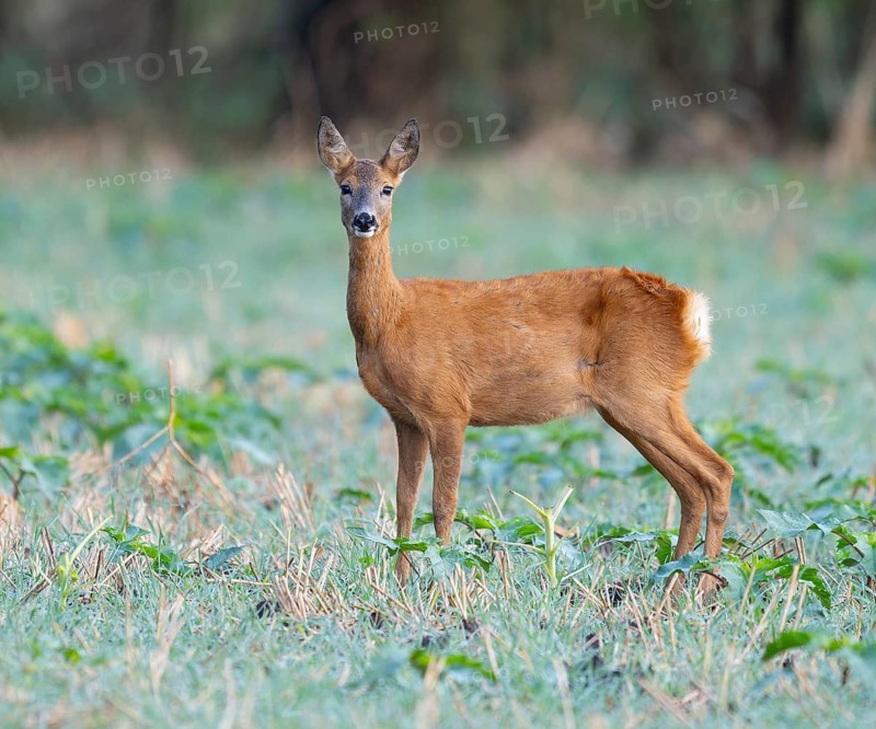Roe deer (Capreolus capreolus), doe standing in a field, field and looking attentively, wildlife, Thuringia, Germany