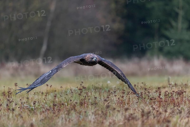 One golden eagle (Aquila chrysaetos) flying over a meadow during snow fall. A forest in the background