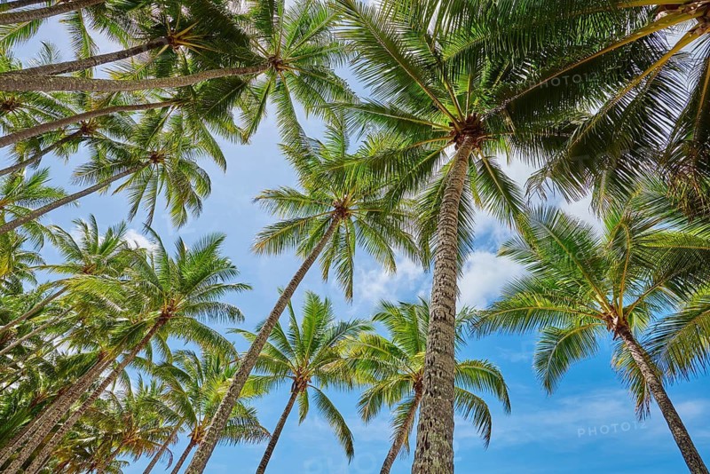 Landscape of Clifton Beach with coconut palms in spring, Queensland Australia
