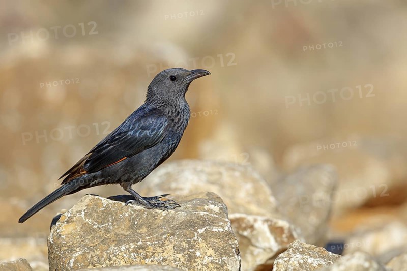 Tristram's starling, (Onychognathus tristramii), animals, birds, starling, starlings, Jabal Samhan, Salalah, Dhofar, Oman