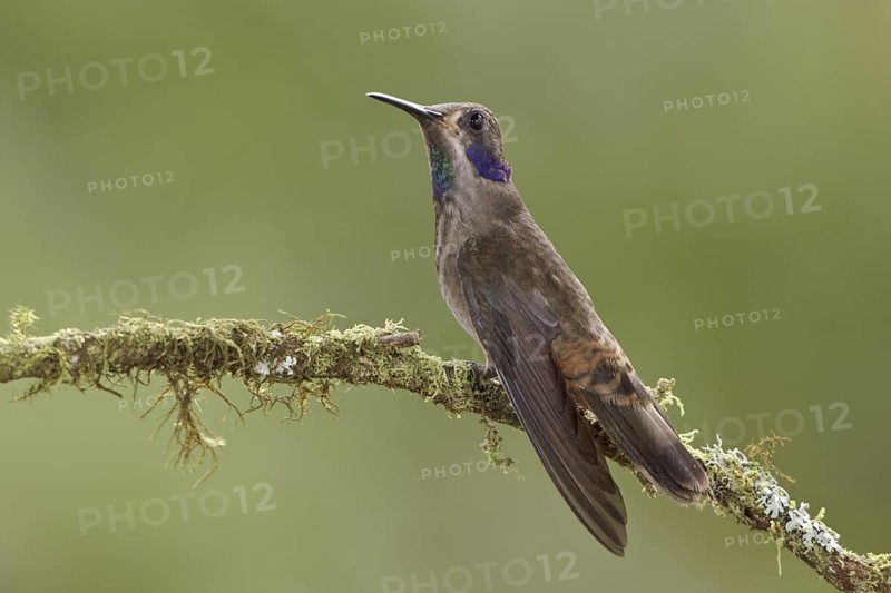 Brown Violetear (Colibri delphinae), Ecuador
