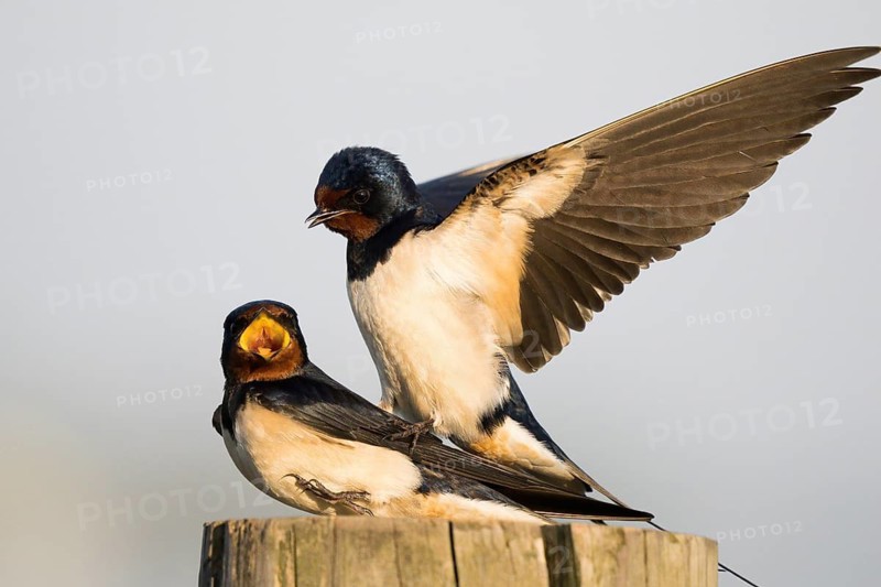 Two barn swallows (Hirundo rustica) mating on a post, male with outstretched wings, Hesse, Germany