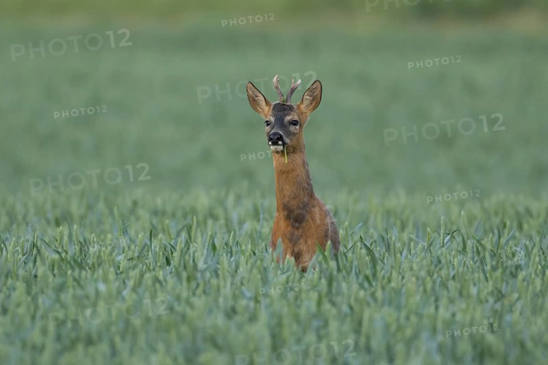 Roe deer (Capreolus capreolus) adult male roebuck animal in a farmland cereal field in summer, Suffolk, England, United Kingdom