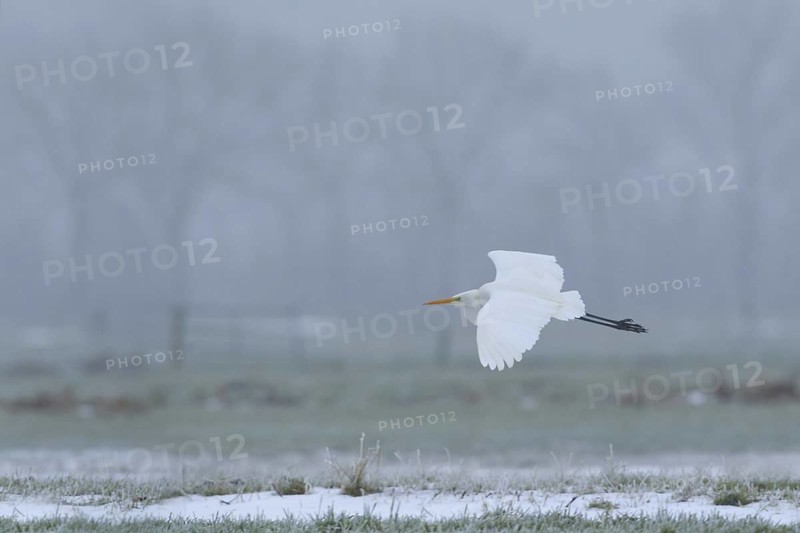 Great Egret (Ardea alba) flying, Netherlands