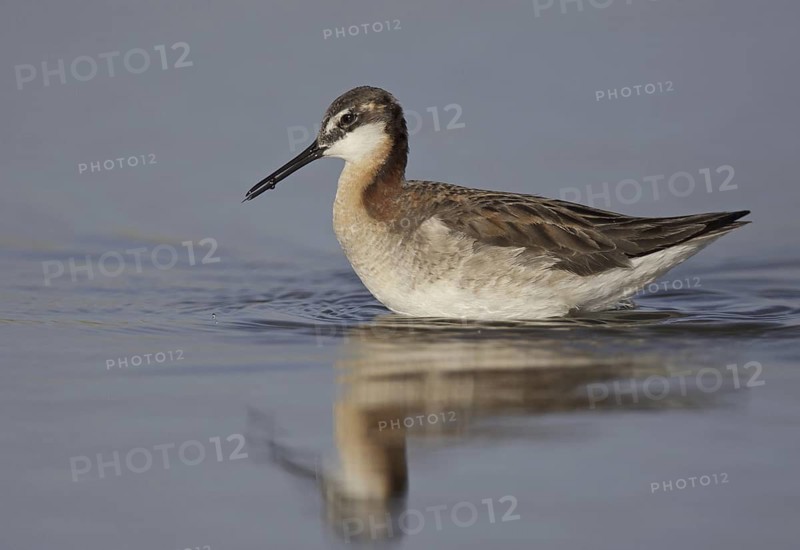 Wilson's Phalarope (Phalaropus tricolor), Montana, USA
