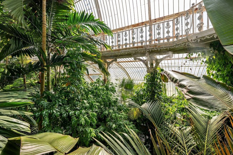 Tropical rainforest, Palm House, oldest Victorian greenhouse in the world, Royal Botanic Gardens, Kew, London, England, Great Britain