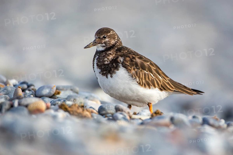 Ruddy Turnstone (Arenaria interpres), Schleswig-Holstein, Germany